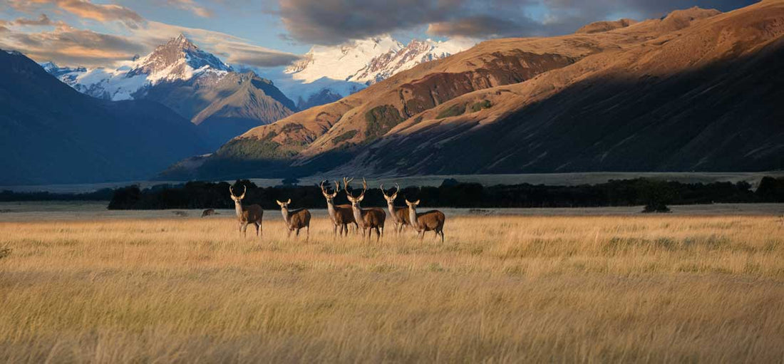 Heard of New Zealand venison, farmed on pure green-grass fed, premium quality