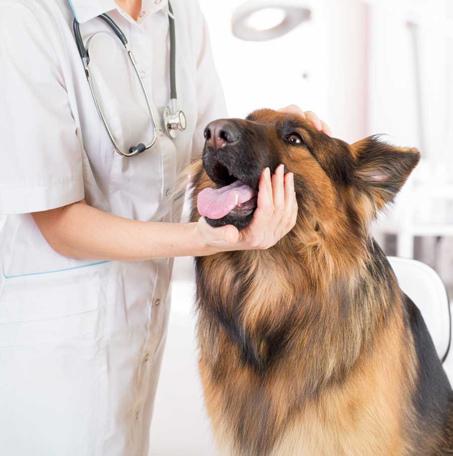 How do you hydrate a dog that won't drink?