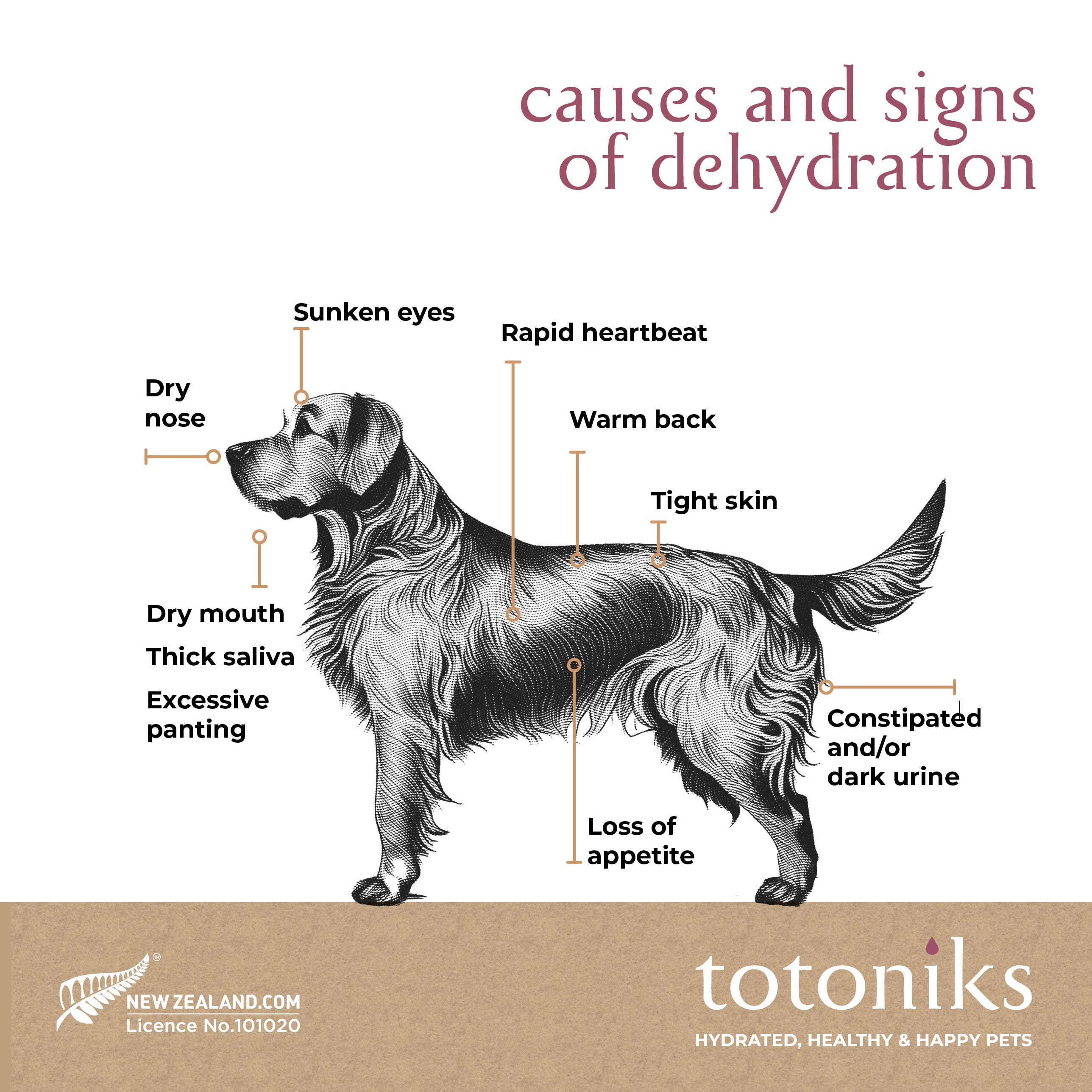 Performance & Hydration Starter Pack – for big dogs over 33lb (15kg)
